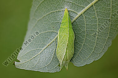 Großer Schillerfalter Puppe