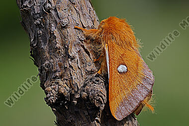 Heckenwollafter Männchen