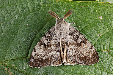 Schwammspinner Männchen