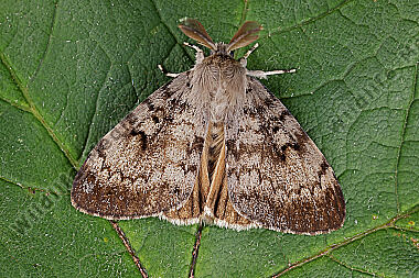 Schwammspinner Männchen