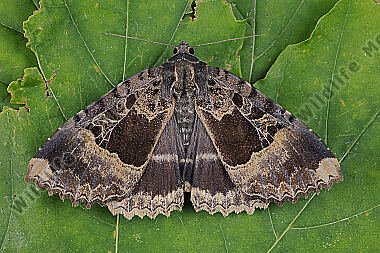 Schwarzes Ordensband