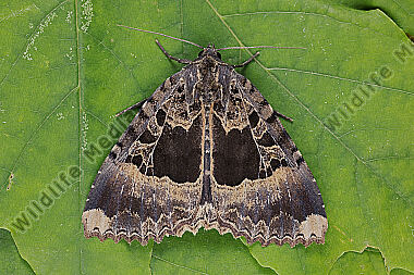 Schwarzes Ordensband