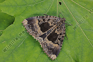 Schwarzes Ordensband