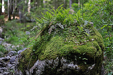 Europäischer Primärurwald