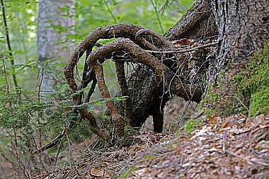 Europäischer Primärurwald