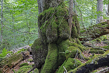 Europäischer Primärurwald