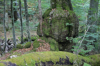 Europäischer Primärurwald