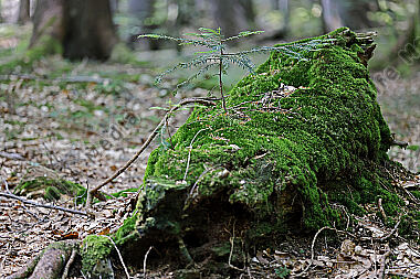 Europäischer Primärurwald