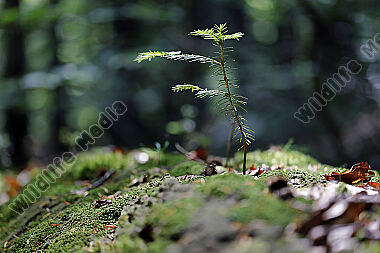 Europäischer Primärurwald