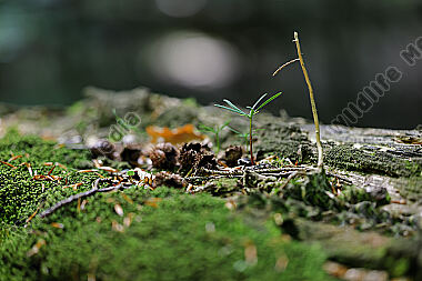 Europäischer Primärurwald