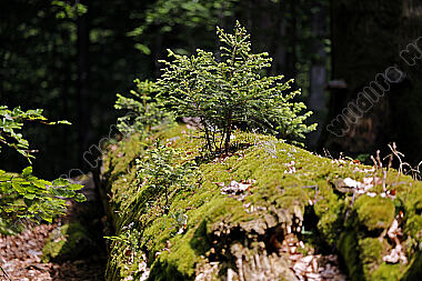 Europäischer Primärurwald
