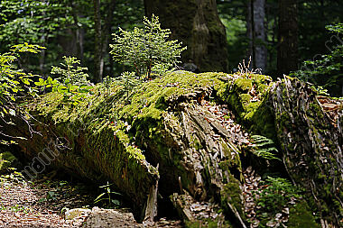 Europäischer Primärurwald