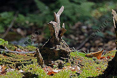 Europäischer Primärurwald