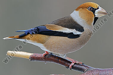 Kernbeisser Männchen