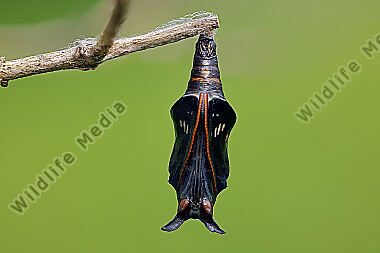 Kleiner Eisvogel Puppe