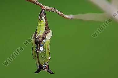 Kleiner Eisvogel Puppe