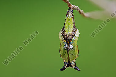 Kleiner Eisvogel Puppe