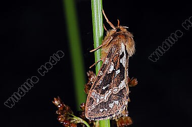 Adlerfarn-Wurzelbohrer