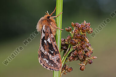 Adlerfarn-Wurzelbohrer