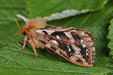 Adlerfarn-Wurzelbohrer