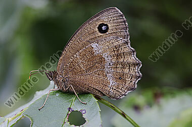 Blauäugiger Waldportier
