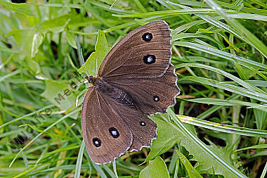 Blauäugiger Waldportier