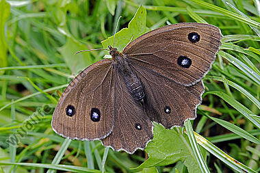 Blauäugiger Waldportier