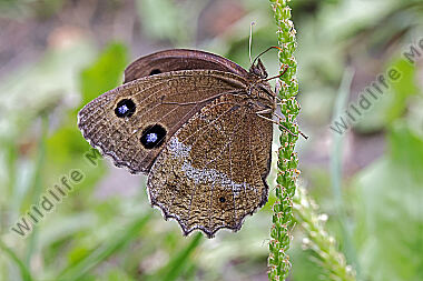 Blauäugiger Waldportier