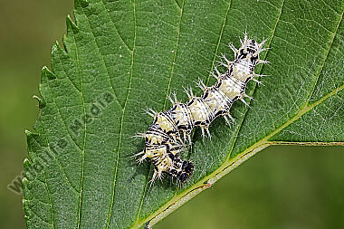 C-Falter halberwachsene Raupe