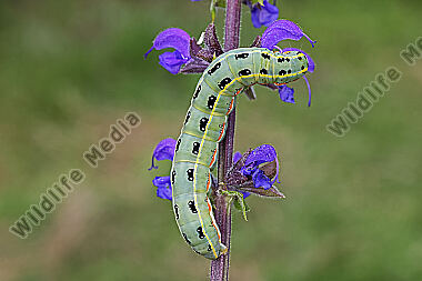 Graue Moderholzeule Raupe