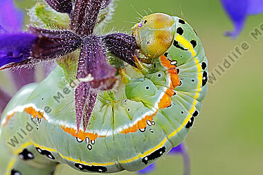 Graue Moderholzeule Raupe