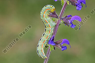 Graue Moderholzeule Raupe