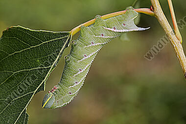 Pappelschwärmer Raupe
