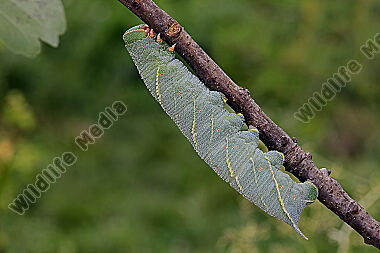 Eichenschwärmer Raupe
