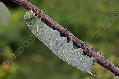 Eichenschwärmer Raupe