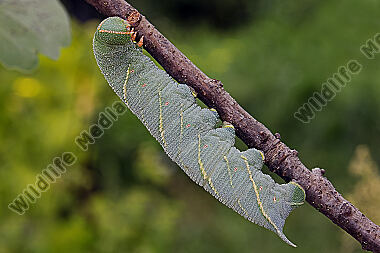 Eichenschwärmer Raupe