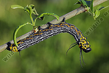 Europäischer Brahmaspinner erwachsene Raupe