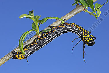 Europäischer Brahmaspinner erwachsene Raupe
