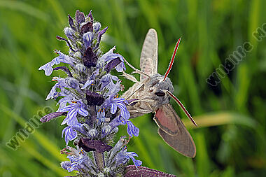 Fledermausschwärmer