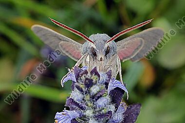 Fledermausschwärmer