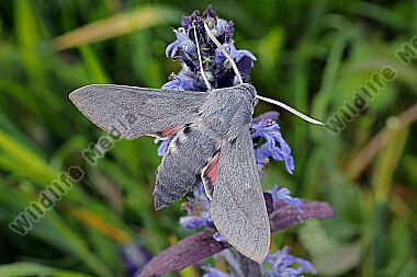 Fledermausschwärmer