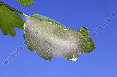 Große Wiesenrauten-Goldeule Kokon