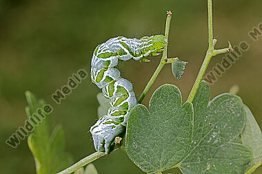 Große Wiesenrauten-Goldeule Raupe
