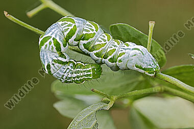 Große Wiesenrauten-Goldeule Raupe