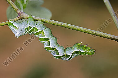 Große Wiesenrauten-Goldeule Raupe