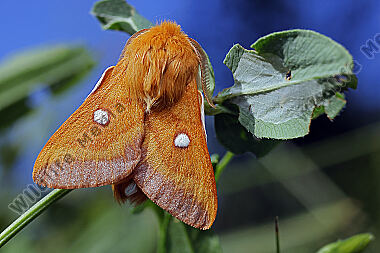 Heckenwollafter Männchen