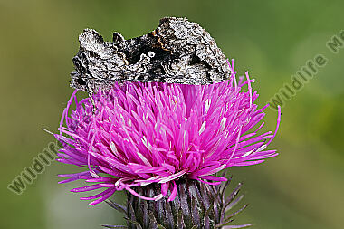 Heidelbeeren-Silbereule