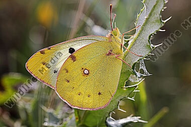 Hufeisenklee-Gelbling