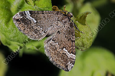 Hühnerbiss-Kapselspanner