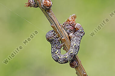 Isabellen-Dickleibspanner Raupe